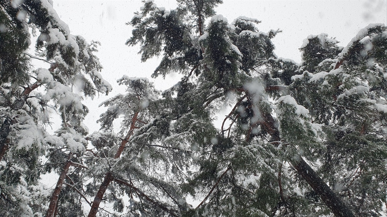 소나무에 쌓인 눈(2024.2.15.15:00)