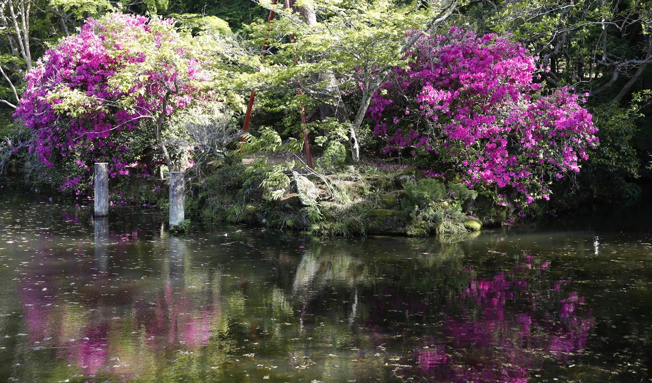 무계고택 앞 연못의 여름날 풍경. 영산홍이 활짝 핀 지난해 여름의 모습이다.