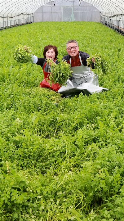  함양 백전면 백은리 소재 시설하우스 내 미나리 수확.