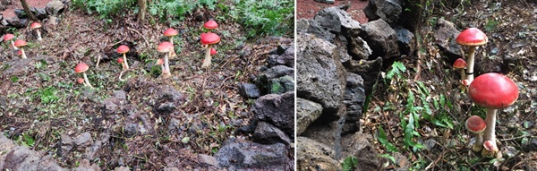(왼) 화려한 색의 버섯 조형물이 놓인 자리 주변의 식물들을 싹 제거한 모습, (오) 근처에는 희귀식물인 밤일엽도 나타났다.