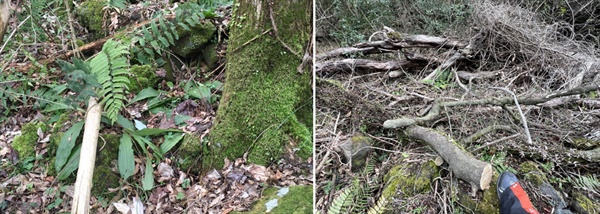 (왼) 잘려진 수목 아래 위태롭게 자라고 있는 새우난초, (오) 잘려나간 수목들이 흩어져있다. 