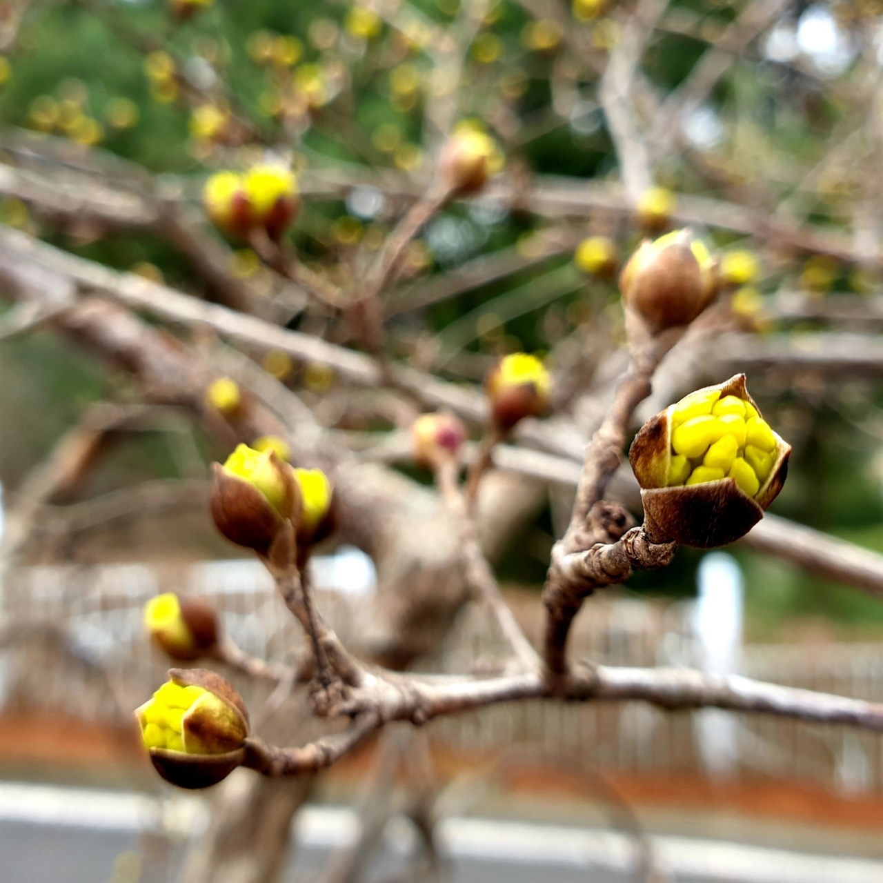 금강미래체험관에 핀 산수유꽃이 봄을 재촉하고 있다.