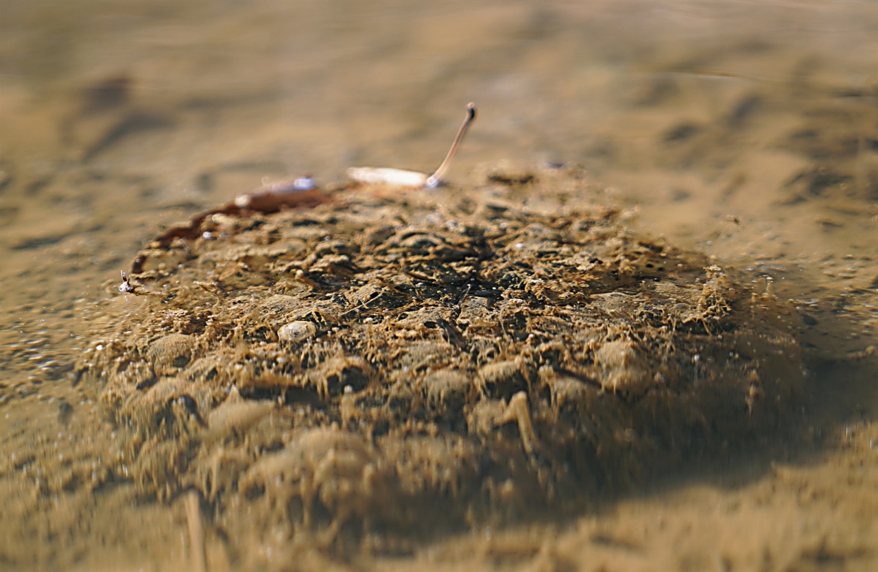 대전 중구 사정동에 있는 사정공원 작은 연못에 개구리 알이 부화되어 올챙이들이 까맣게 모여 있다.