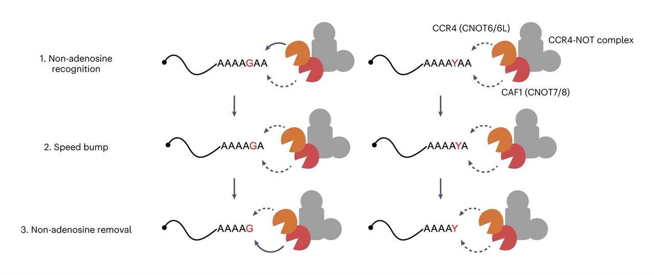 탈아데닐 복합체(CCR4-NOT)의 CCR4 단백질과 CAF1 단백질은 탈아데닐화 효소임. (1) CAF1 단백질이 혼합 꼬리의 ‘과속 방지턱’을 사전 미리 인지하여 탈아데닐화 속도를 줄이고, (2) 단일핵산 탈아데닐 이후 CCR4 단백질도 속도를 줄인다. (3) 최종적으로, CAF1 단백질이 비아데닌 염기를 분해하면서 탈아데닐화를 재개한다. ‘과속 방지턱’ 역할을 하는 비 아데닌 염기로는 구아닌(G)과 유라실/사이토신(Y)이 있음.