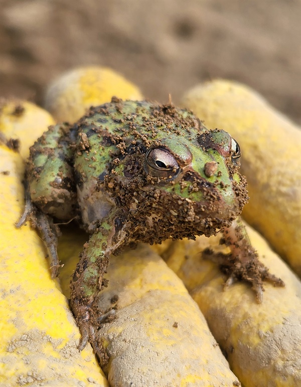 농부가 우연히 깨운 개구리가 놀란 듯 눈을 크게 뜨고 있다. 
