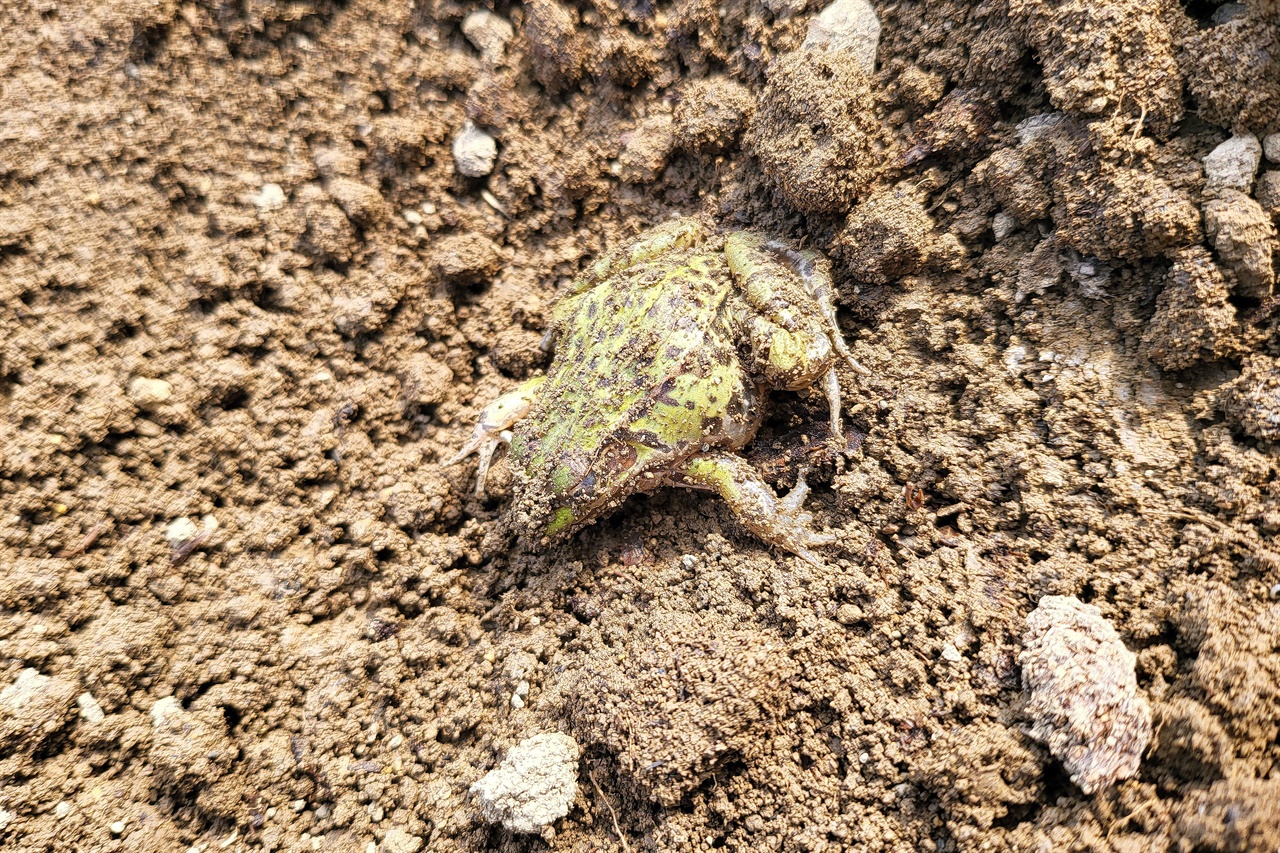 경칩을 이틀 앞둔 3일, 밭에서 우연히 잠을 자던 개구리 한 마리가 발견되었다. 