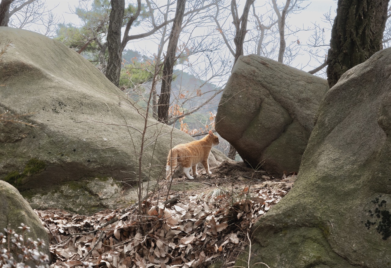 비봉산에 사는 다정하고 애교있는 고양이가 망해암과 세심천 약수터 인근에서 자주 출몰한다.