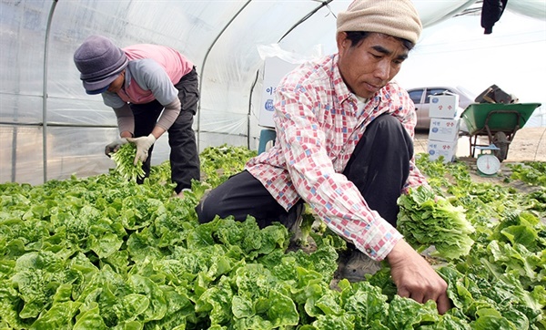 경기도의 한 농가에서 농사일을 하고 있는 외국인 계절근로자
