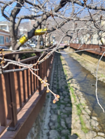 3월 10일 진해 여좌천의 벚꽃 몽우리.
