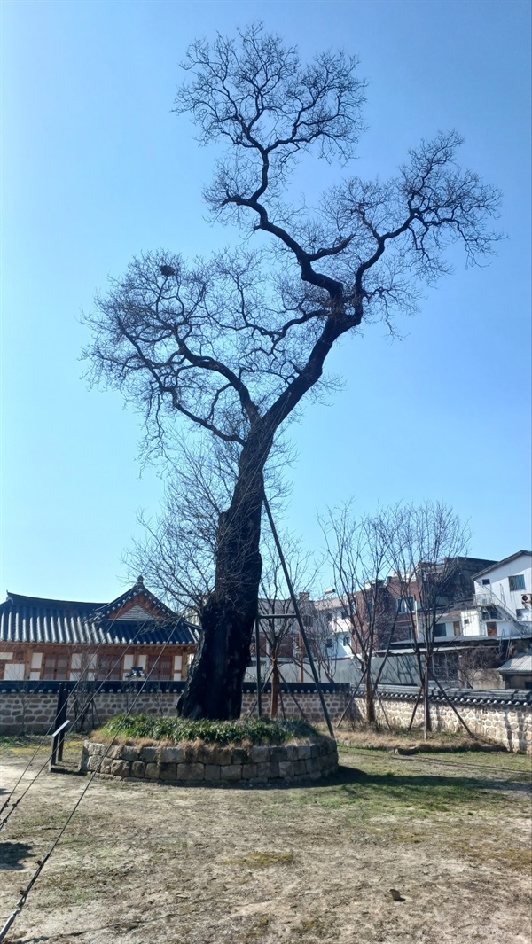 전라감영 회화나무