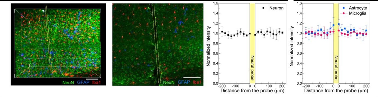 [왼쪽] 액체금속 인공 신경전극을 뇌 속 해마체에 삽입한 사진. 노란색으로 표시된 부분이 액체금속 인공 신경전극이다. [오른쪽] 신경세포(neuron)과 염증 세포(astrocyte, microglia)의 밀도를 분석한 그래프. 신경전극 주변으로 신경세포의 손상이나 밀도 감소가 없고 염증 반응이 최소화됨을 알 수 있다.