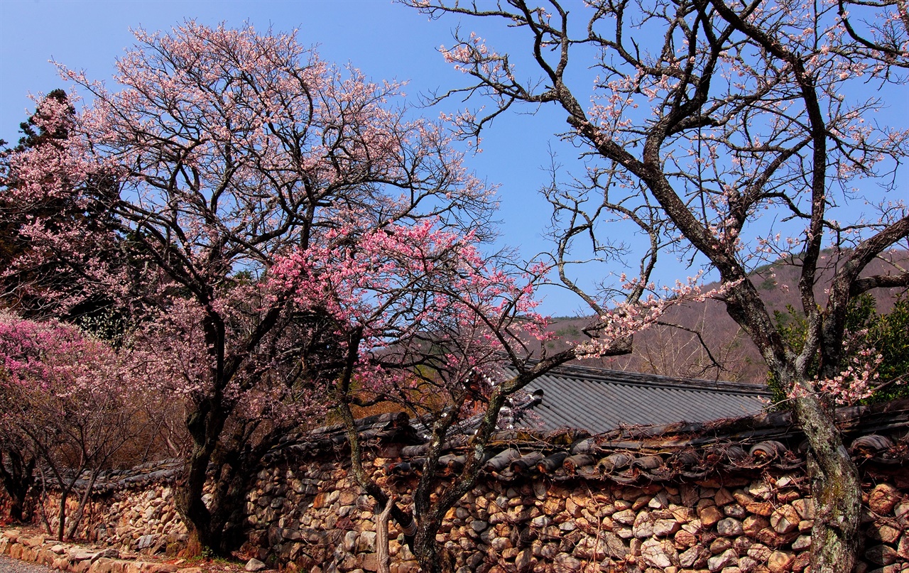 선암사 홍매. 자연유산으로 지정돼 있다. 꽃이 늦게 핀다. 5년 전 봄날 풍경이다.