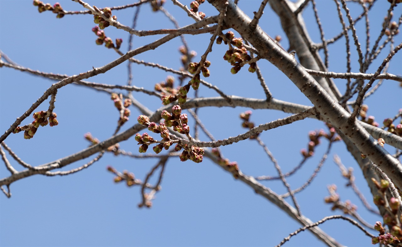 3월 13일, 진해 군항제를 열흘 앞둔 경남 창원시 진해구 이동 생활체육시설 주변 벚나무의 꽃망울이 열리고 있다.