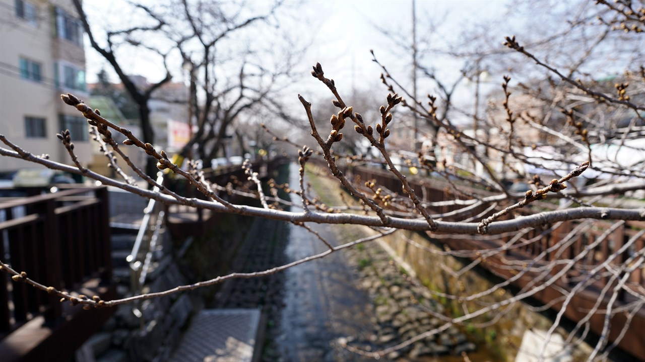 3월 13일, 진해 군항제를 열흘 앞둔 진해구 여좌천의 벚꽃은 아직 몽우리 상태다. 
