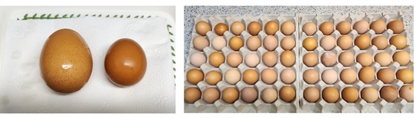 초란은 일반 달걀보다 작다. 초란 한 판은 30개이다.