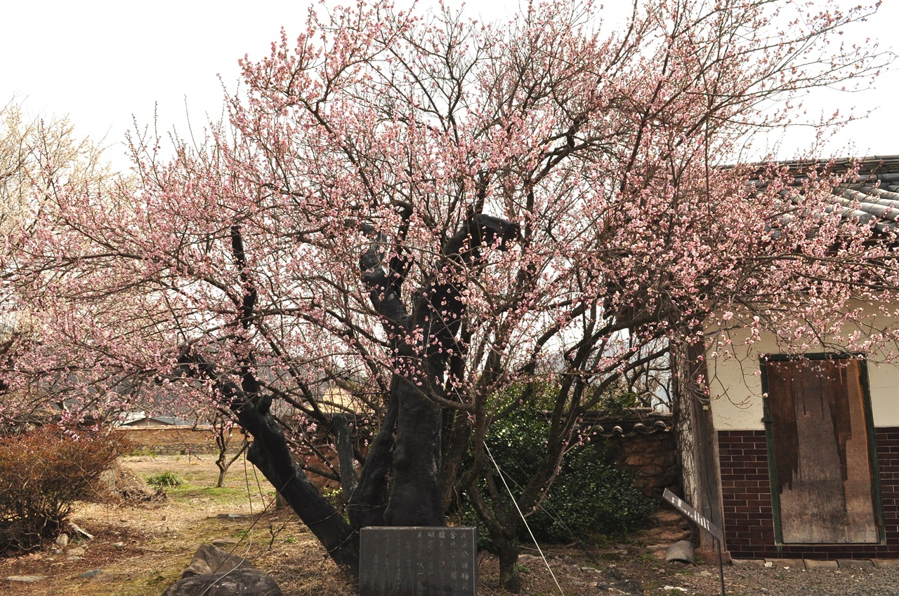 하씨고가 마당에 피어있는 원정매. 원정공 하즙이 심은 수령 670여년 된 홍매. 원목은 2007년에 고사했으나 후계목이 자라 매년 꽃을 피운다.