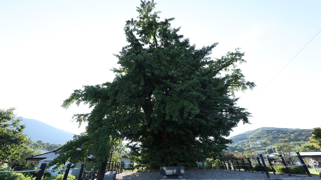 나무 높이 38미터, 둘레가 10미터에 달하는 은행나무. 경상남도 기념물 253호
2023년 여름 촬영