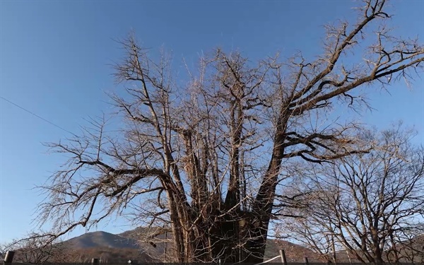 2023년 겨울 은행나무, 마치 여러 그루의 나무가 모여 있는 것처럼 보인다