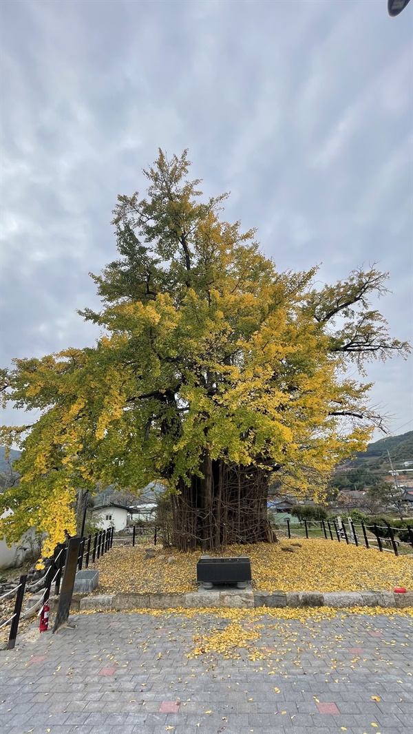 가을 노랗게 물든 은행나무, 해마다 백가마의 열매를 맺는다. 2023년 가을 촬영