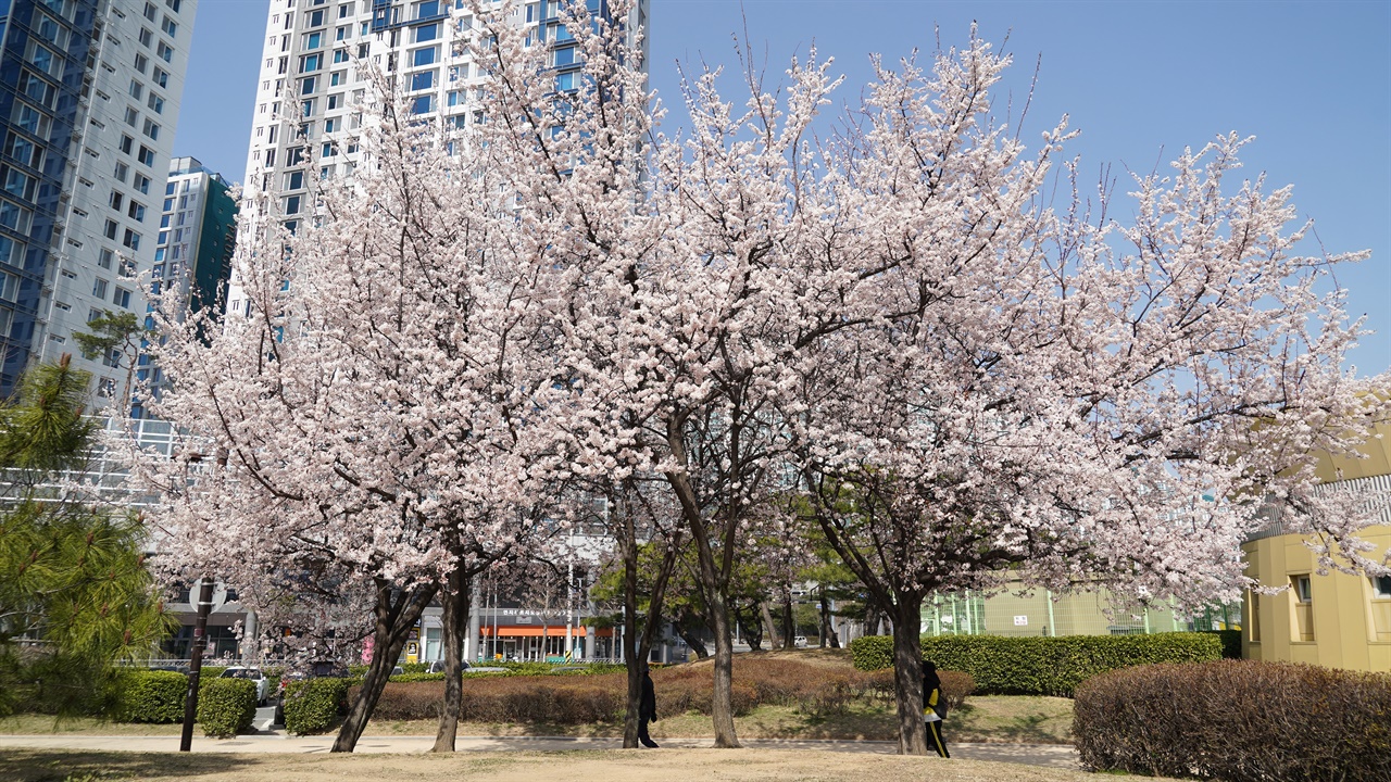 김해시 금관대로의 연지공원에 벚꽃이 활짝 피자 시민들의 발길이 이어지고 있다. 