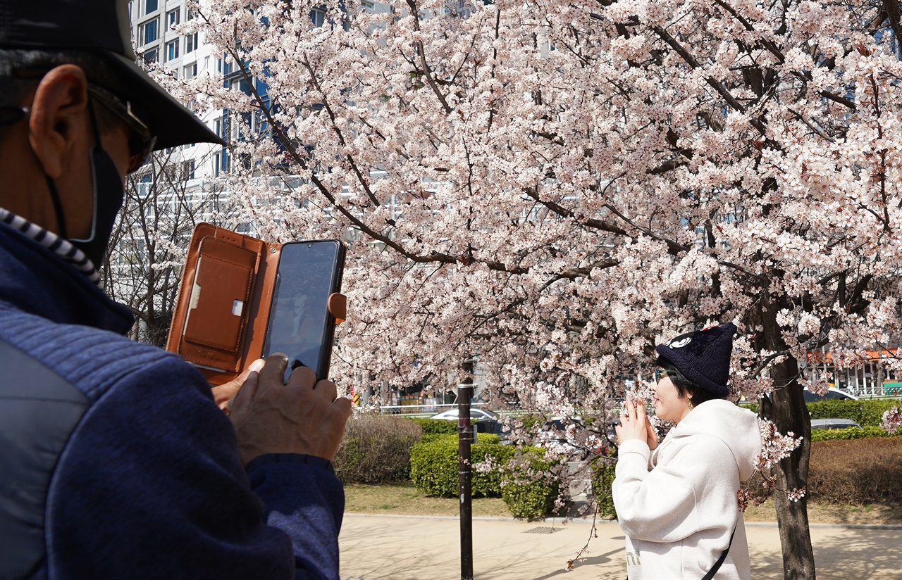김해시 금관대로의 연지공원에 활짝 핀 벚꽃 앞에서 한 시민이 사진을 촬영하고 있다. 