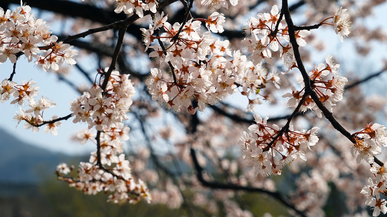 18일 따뜻한 기온이 계속되는 가운데 김해시 금관대로의 연지공원에 벚꽃이 만개했다.