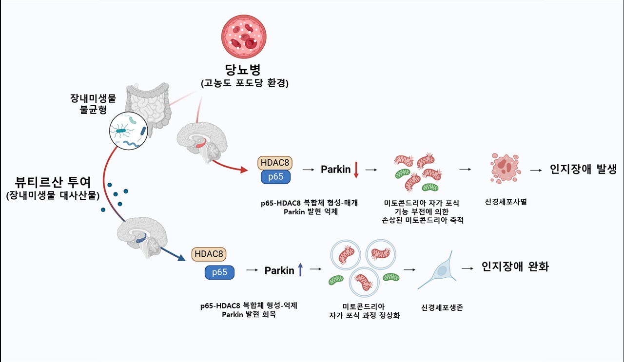 당뇨병(고농도 포도당)은 장내미생물의 불균형을 초래하였고, 신경세포에서 p65-HDAC8 복합체 형성을 유도하여 Parkin 발현을 감소시켰다. Parkin의 발현 억제는 미토콘드리아 자가포식의 기능 부전을 유발하여 손상된 미토콘드리아가 축적됨으로써 신경세포 사멸 및 인지 장애를 발생시켰다. 뷰티르산은 p65-HDAC8 복합체 형성을 억제함으로써 Parkin 발현을 회복시켰다. 그 결과 뷰티르산은 당뇨병(고농도 포도당)으로 인한 신경세포 사멸을 억제하여 인지 장애를 완화하였다.