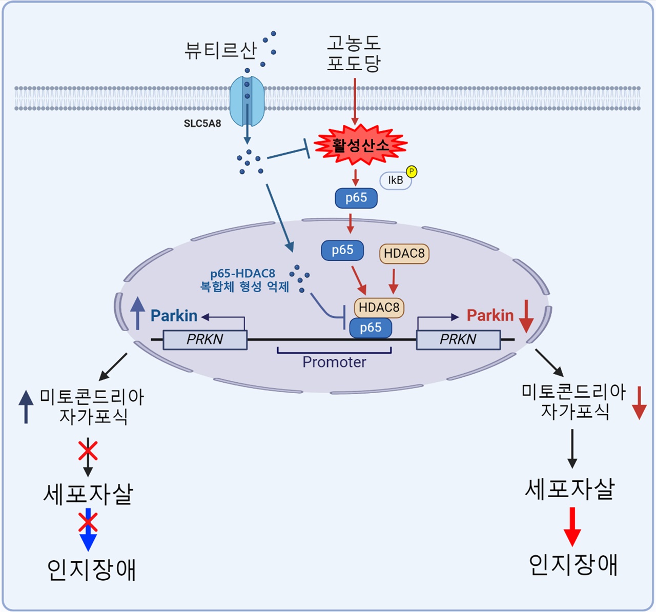 고농도 포도당에 의한 활성산소는 신경세포에서 p65 핵 내 이동을 통한 p65-HDAC8 복합체 형성을 유도하여 Parkin 발현을 감소시켰다. Parkin의 발현 감소는 미토콘드리아 자가포식을 억제하여 신경세포 사멸(세포자살) 및 인지 장애를 유발하였다. 뷰티르산은 p65-HDAC8 복합체 형성을 억제함으로써 Parkin 발현을 회복시켰다. 그 결과 뷰티르산은 고농도 포도당으로 인한 신경세포 사멸(세포자살)을 억제하여 인지 장애를 완화하였다.