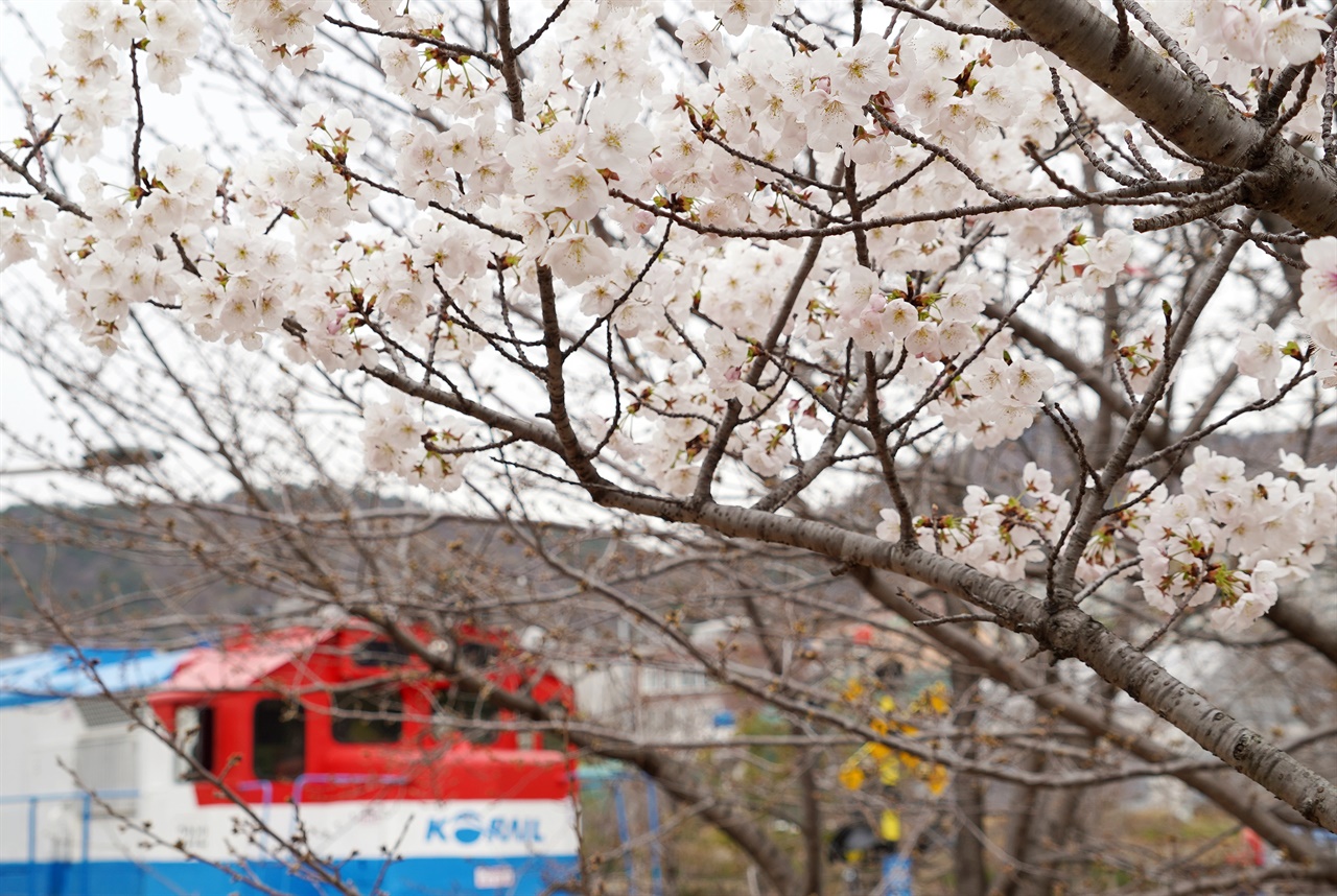 2024군항제 전야제를 사흘 앞둔 19일 경화역에 벚꽃이 피기 시작했다. 