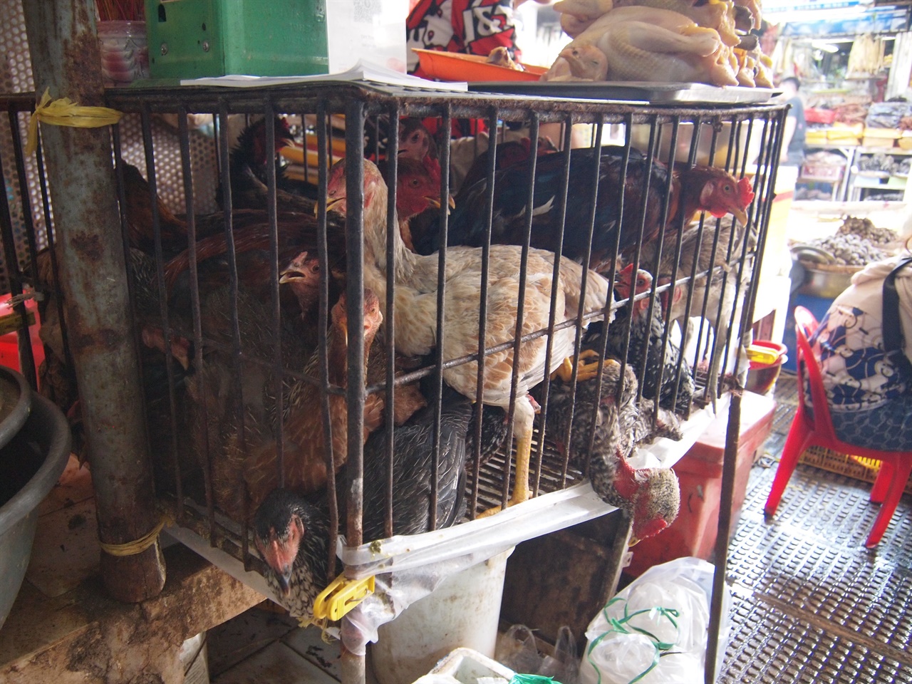 캄보디아 시장에서 판매하는 닭