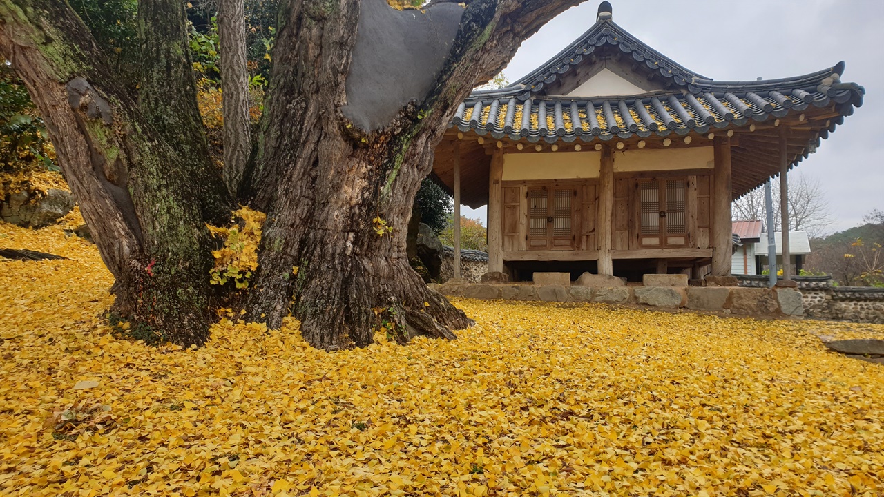 배롱나무 사이로 본 가을날 장춘정. 노란 은행잎으로 카펫이라도 깔아놓은 것 같다. 지난해 가을 풍경이다.
