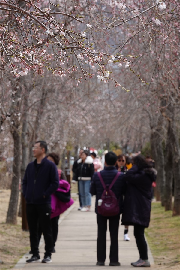 22일 오전 벚꽃 개화율이 5~6%정도에 불과하지만 경화역을 찾는 관광객들의 발길이 이어지고 있다.