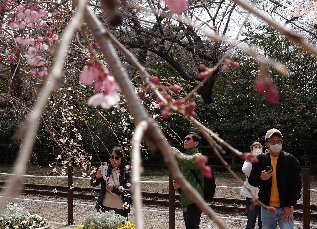 대만, 태국, 홍콩 등에서 온 외국인 관광객들이 경화역에 피어 있는 벚꽃을 찾아 사진 촬영을 하고 있다.