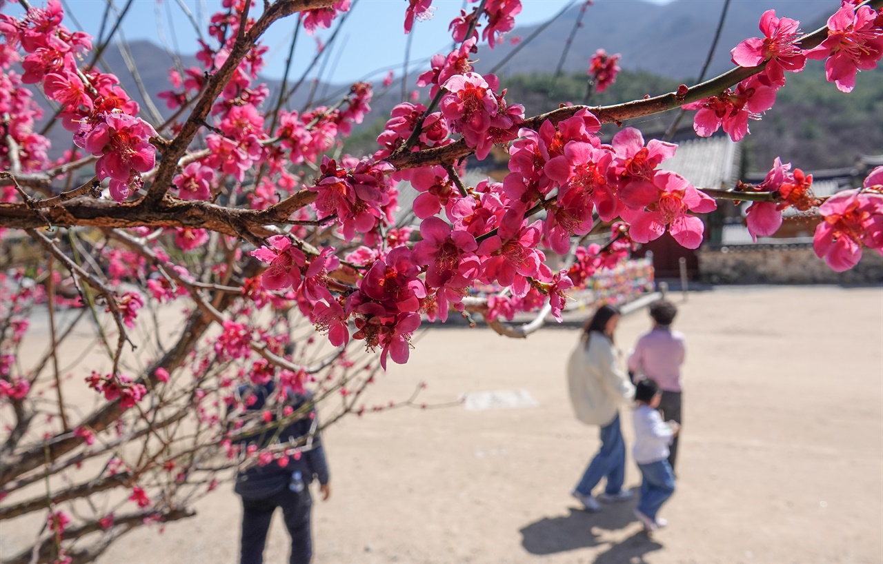 23일 밀양시의 한 낮 기온이 25도까지 오르자 밀양시 표충사의 움츠렸던 홍매화가 꽃을 피우고 있다.