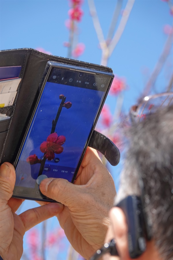 23일 표충사의 움츠렸던 홍매화가 활짝 피자 한 시민이 휴대전화로 꽃을 촬영하고 있다.  