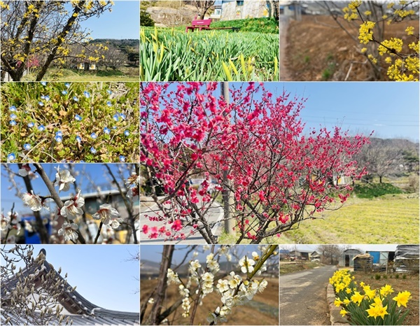 24일 홍성지역 곳곳에는 벚꽃을 비롯해 산수유, 수선화, 매화 등 봄꽃들이 개화했다. 지난해에 비해 일주일 이상 빠른 개화다.