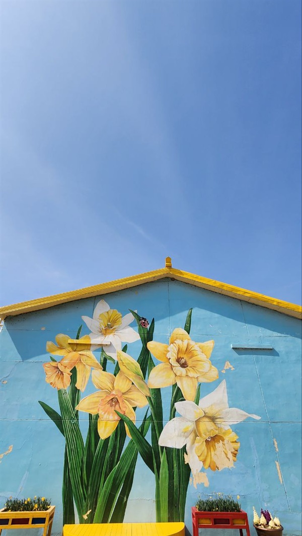 수선화 축제장 입구 마을 창고 벽에 그려진 대형 수선화
