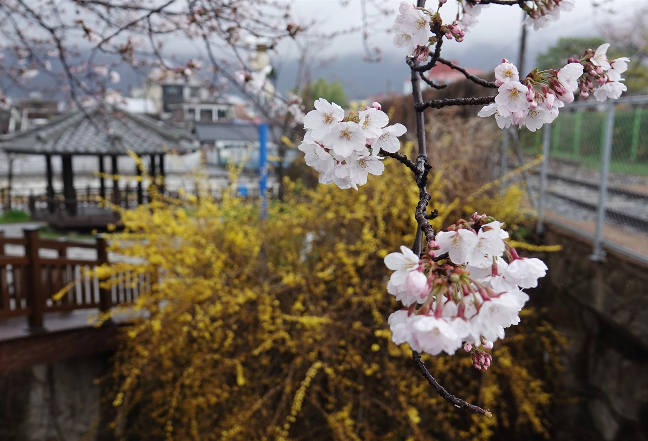  28일 벚꽃 축제가 한창인 가운데 진해구 덕산동 철길 옆에 벚꽃과 개나리가 함께 피어있다. 
