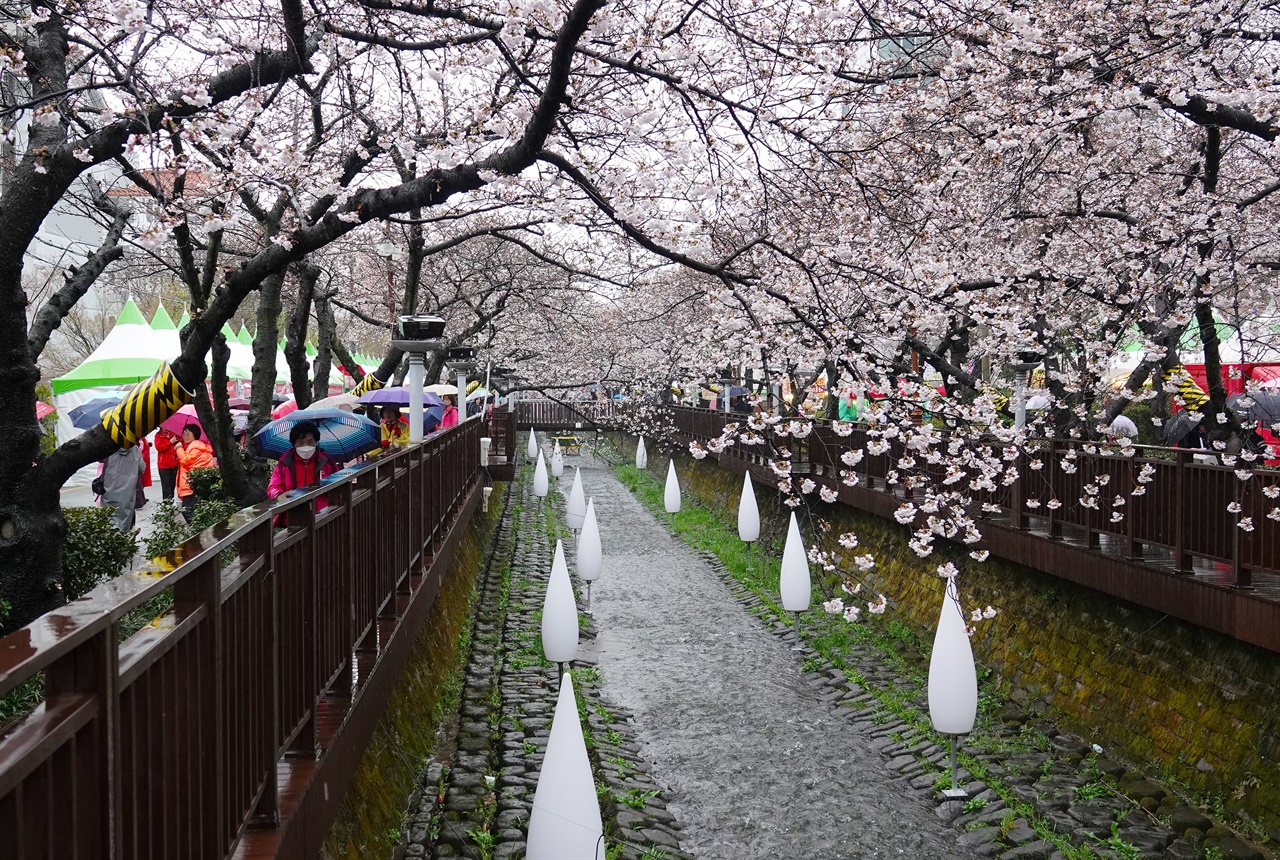  종일 비가 내리는 진해구 여좌천에는 궂은 날씨에도 불구하고 벚꽃 구경을 온 관광객의 발길이 이어지고 있다.  