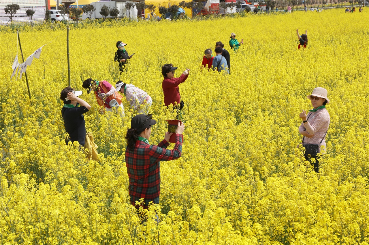 매년 4월 열리는 팔금도의 유채꽃 축제.