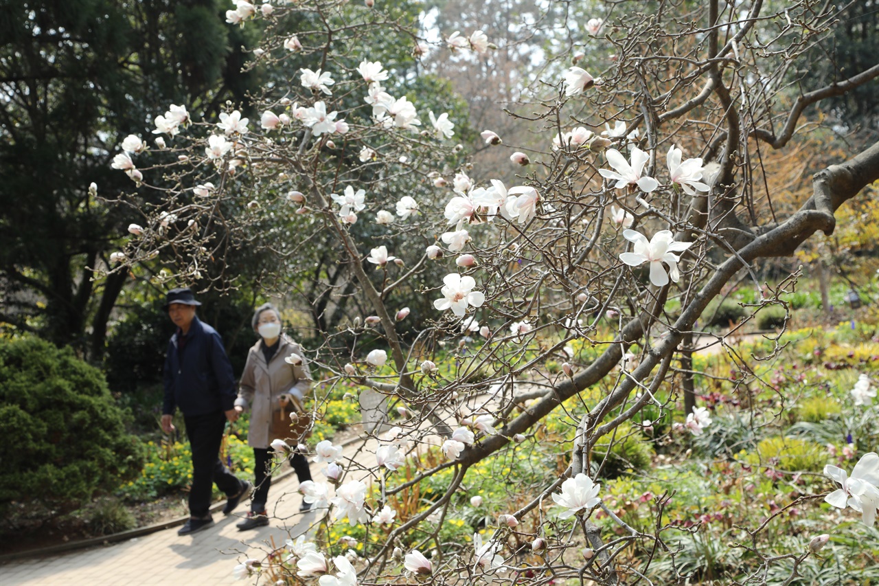 천리포수목원에 목련꽃이 만개 되면서 관람객들의 발길이 이어지고 있다.