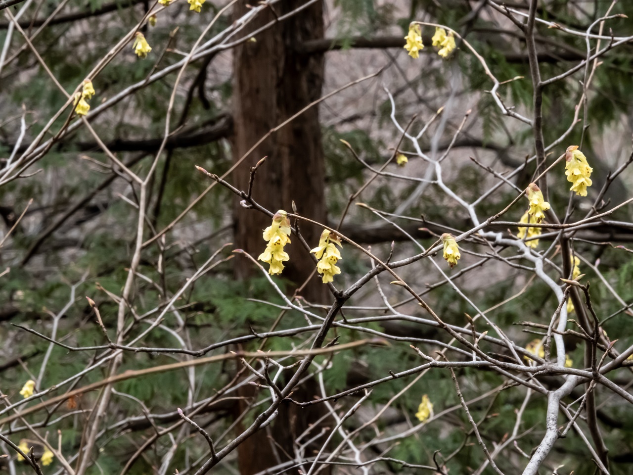 아직 덜 핀 꽃망울은 모양이 와사비 같았다. 매달려있는 노란 꽃에서 종소리가 들릴 듯하다.