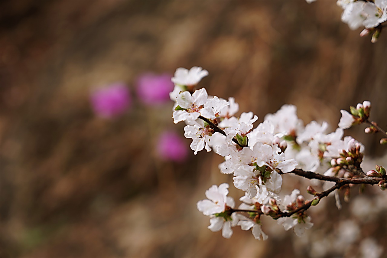 북한산 자락의 앵두나무꽃