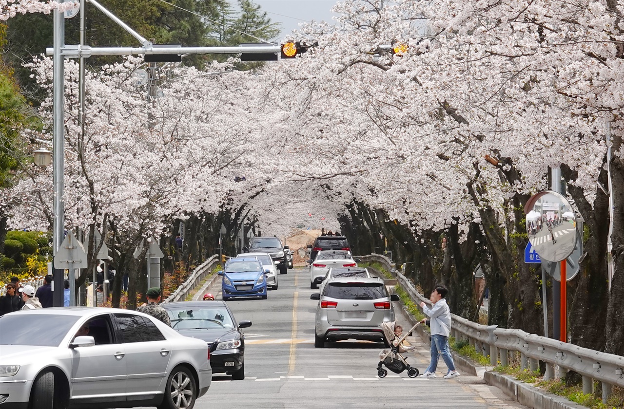  30일 창원기계고등학교 앞 도로변에 핀 벚꽃터널을 구경하기 위해 봄나들이객의 발길이 이어지고 있다. 