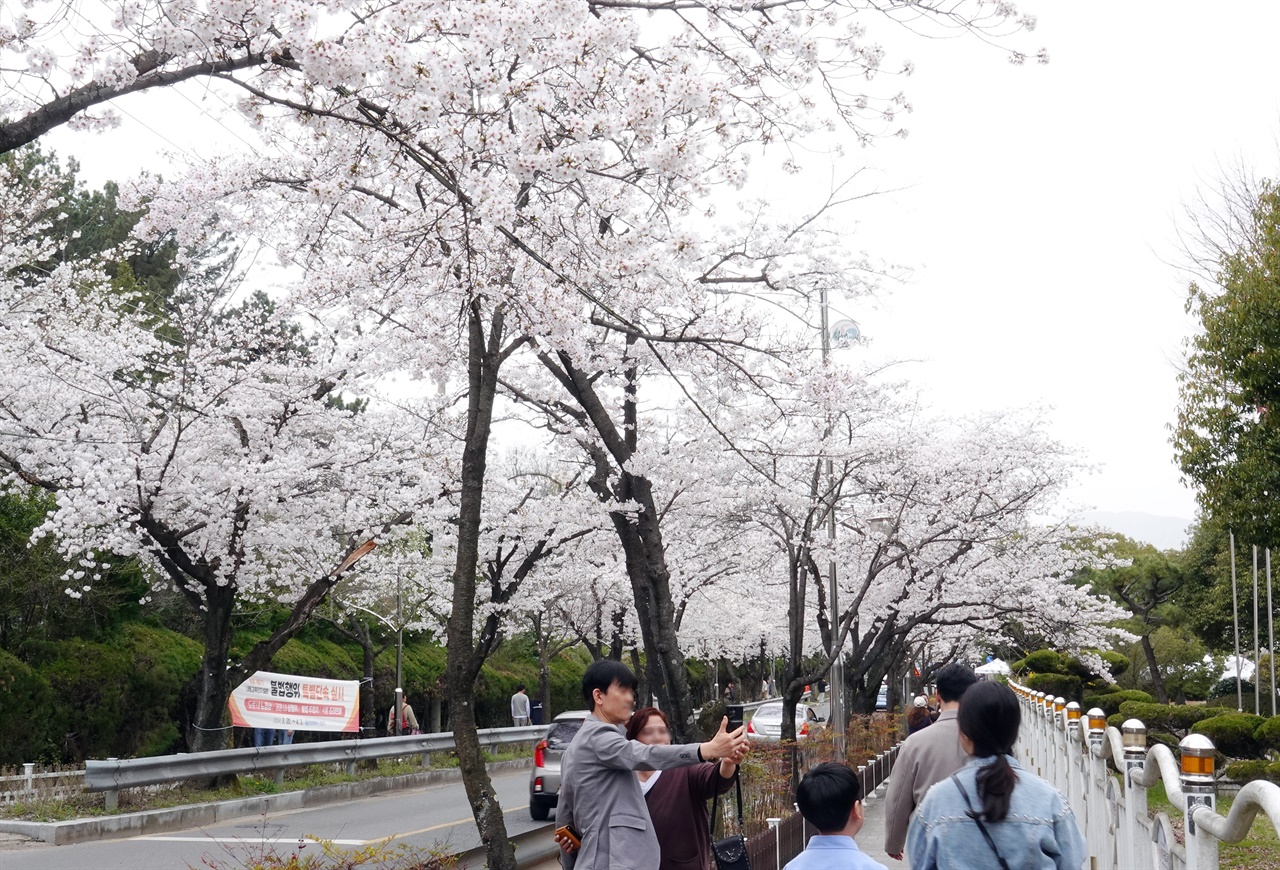 30일 창원기계고등학교 앞 도로변에 핀 벚꽃터널을 구경하기 위해 봄나들이객의 발길이 이어지고 있다. 