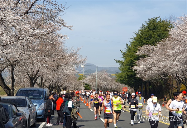 3월 31일 열린 합천벚꽃마라톤대회