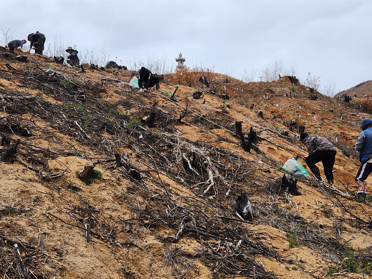 지난 3월 30일 충남 홍성군 서부면 양곡리의 한 야산에서 인부들이 소나무 묘목을 심고 있다. 