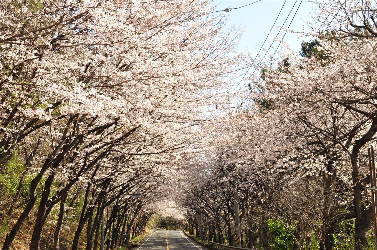 가포 덕동 동백벚꽃길 가는 길. 벚나무가 터널을 이루고 있다.