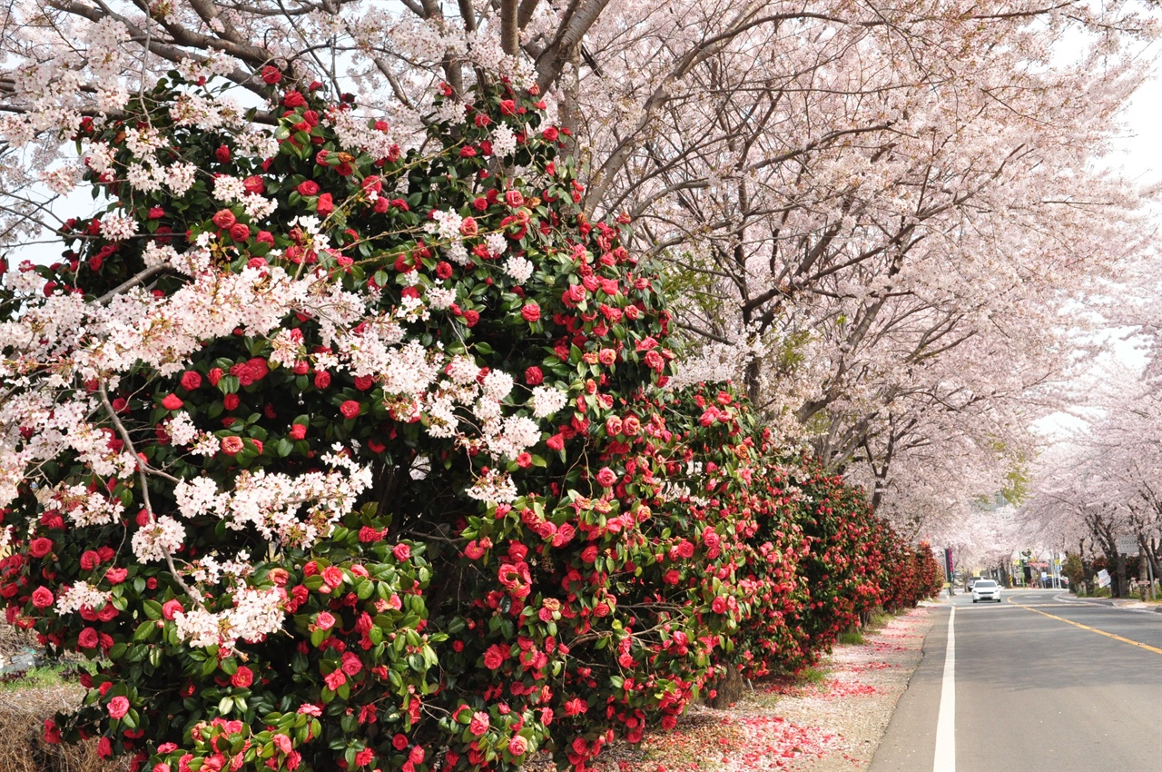 붉은 동백꽃과 화사한 분홍빛 벚꽃의 어울림이 독특한 분위기를 자아낸다.