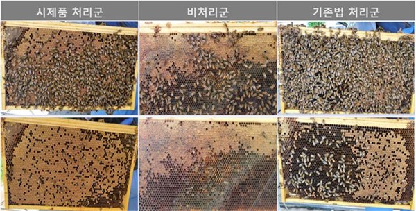 꿀벌 면역강화제 '위닝비플러스액.을 봉군에 적용한 모습.